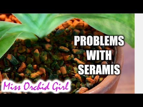 , title : 'Orchids in Seramis 9 month update - Problems and solutions'