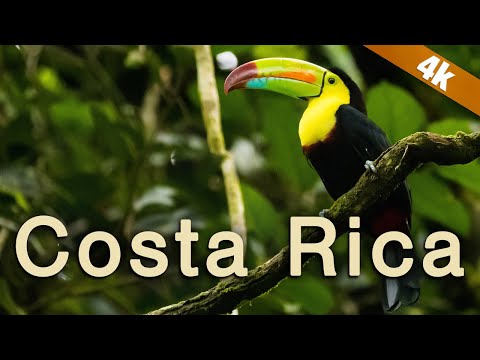 Costa Rica - A Wildlife Paradise in 4k!