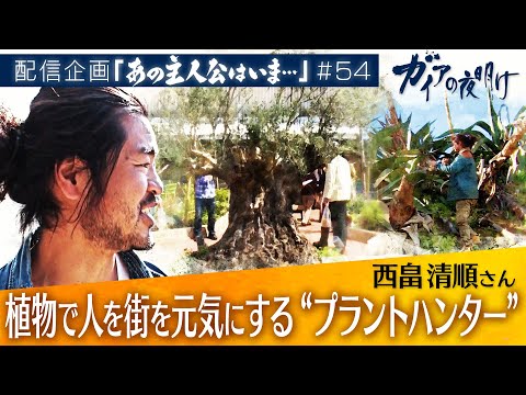 ガンダーマン 植物