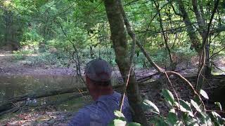 Bear and Cubs Almost Attack Hunter!