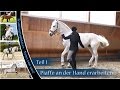 Trainingsupdate Piaffe An Der Hand Unsere Anfänge