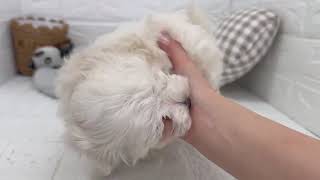 マルチーズの動画01