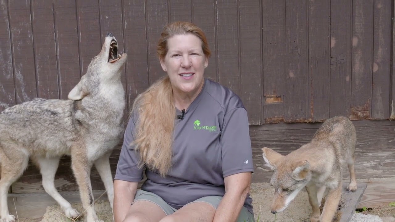 Dublin's Backyard with Barbara- The Coyote Episode