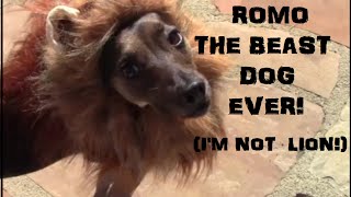 ROMEO THE BEAST DOG EVER!  (I&#39;M NOT LION!)  :D