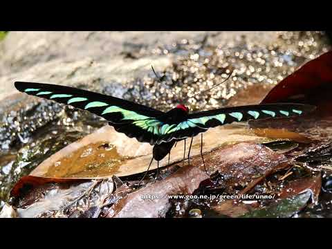 アカエリトリバネアゲハの吸水 Trogonoptera  brookiana