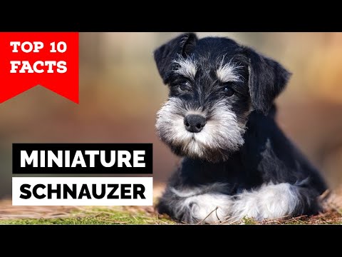 YouTube video about What Makes the Miniature Schnauzer So Unique?