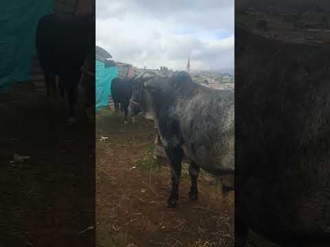 Los Toros de Toca Boyacá