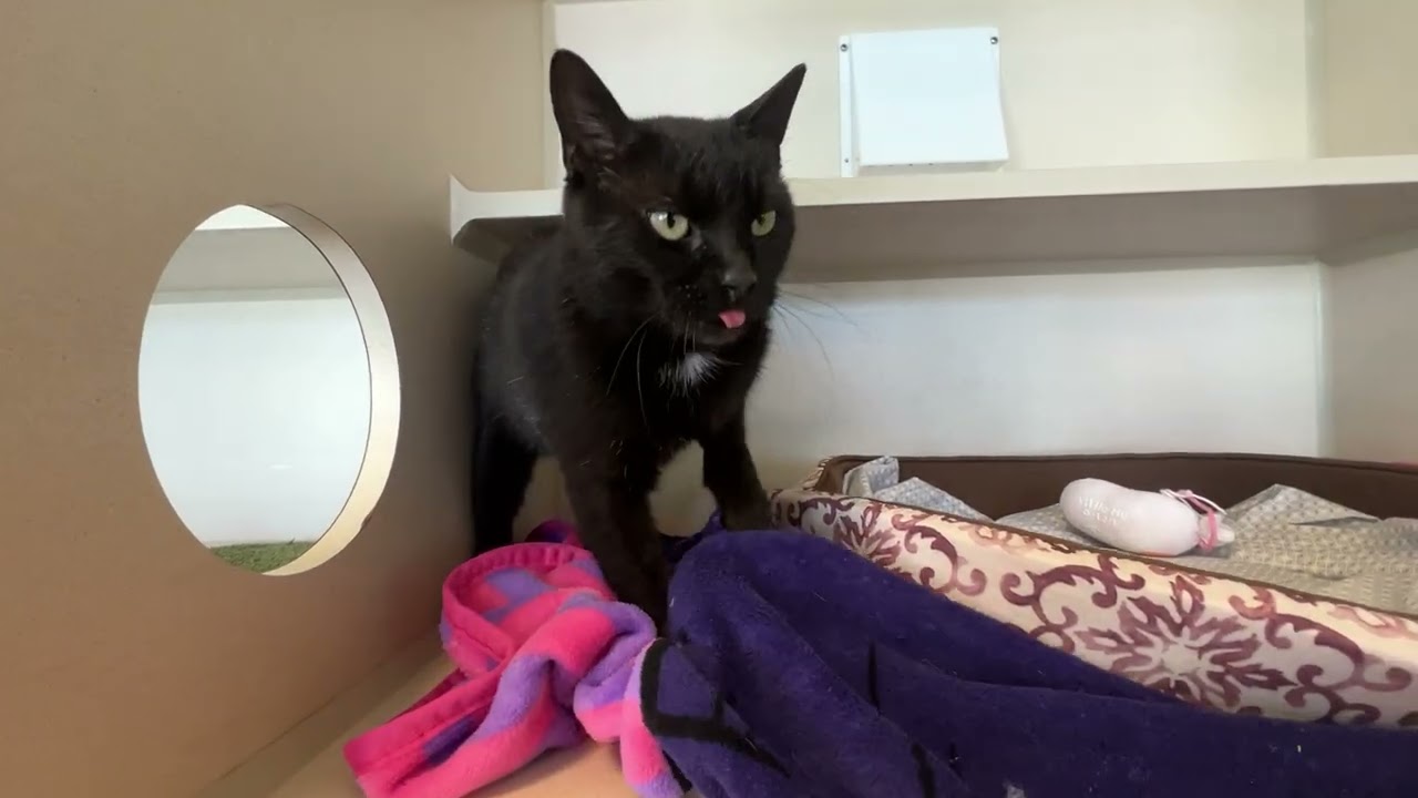 Enlarge Carmi, an adoptable Domestic Short Hair in Eatontown, NJ video 6/6
