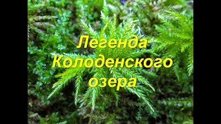 Рыбалка озеро колоденское вологодская область