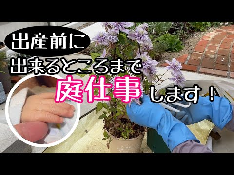 園芸 日本の妖精の鐘