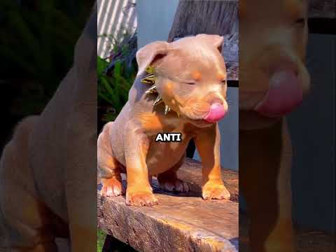 The Collar That Saves Dog's Life