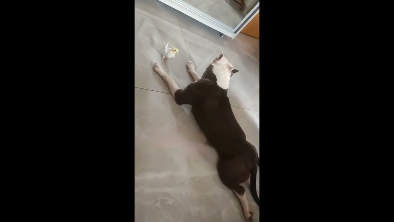 Cockatiel Sings to Companion Dog || ViralHog