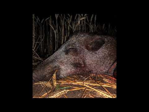 Schwarzwildjagd und Rehwildjagd im Sommer