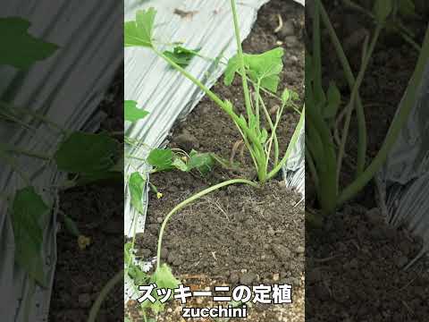 ズッキーニの隣に置いてはいけない野菜は何ですか?彼らは彼らの成長にどのような影響を与えるのでしょうか？  庭園