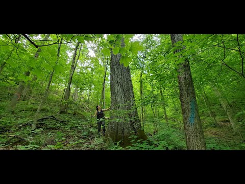 Climbing the world's largest Red hickory (Carya ovalis) in Kentucky's Daniel Boone National Forest