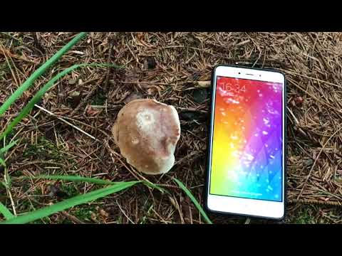 Boletus edulis 25/05/2018