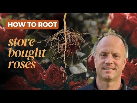How to Root Store-bought Roses! (Clone those roses you just got for/from that special person!)