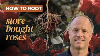 How to Root Store-bought Roses! (Clone those roses you just got for/from that special person!)