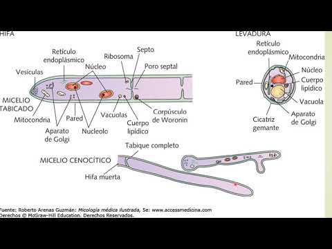 Micologia para Enfermeria