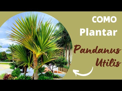 Como plantar pandanus utillis?