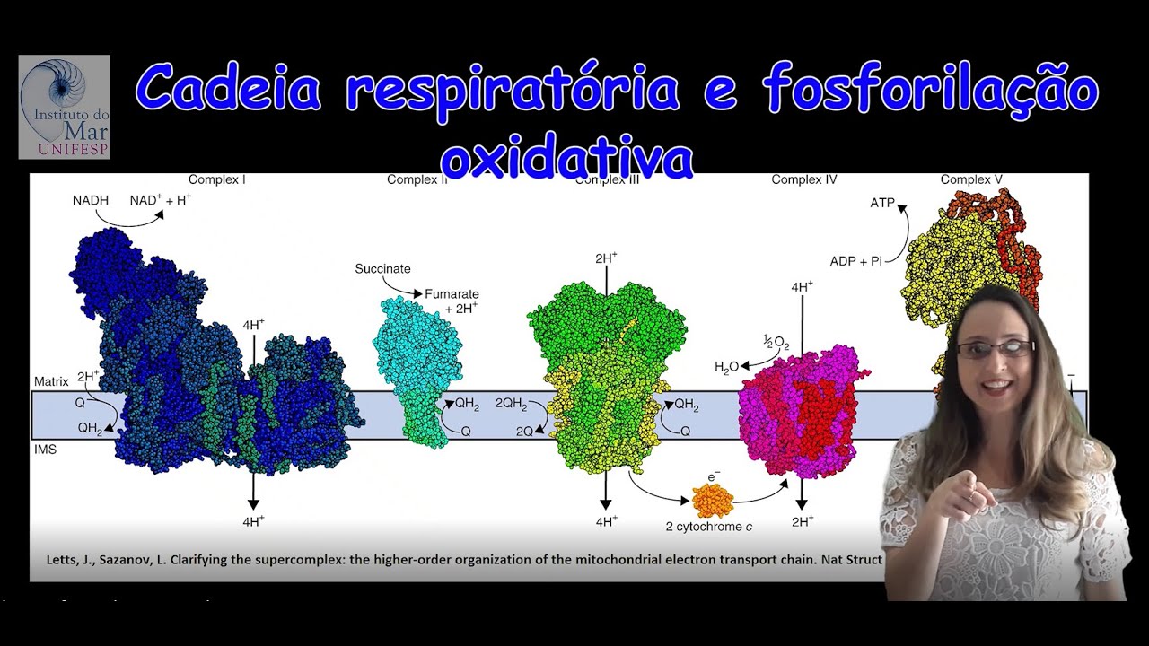 Cadeia respiratória e fosforilação oxidativa