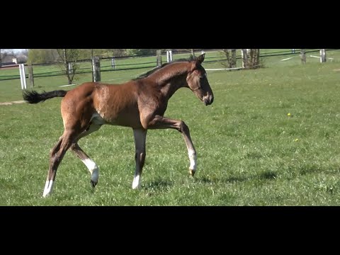 *2021 Hengst von Selectric - Fürstenglanz SOLD!!!