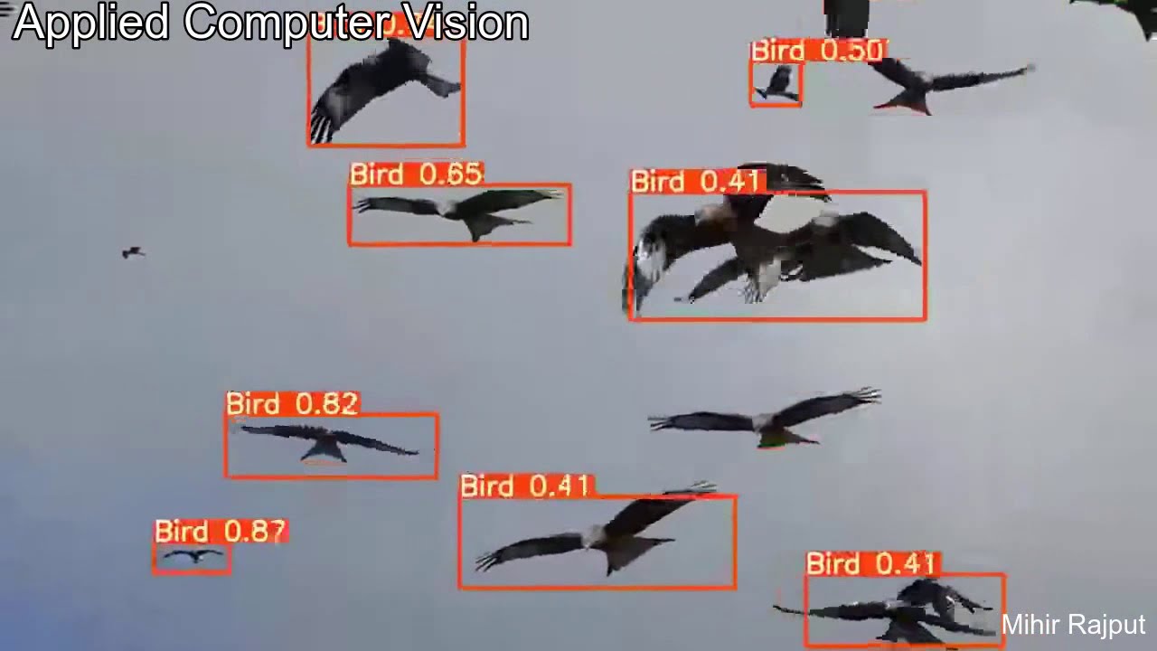 object detection | birds detection