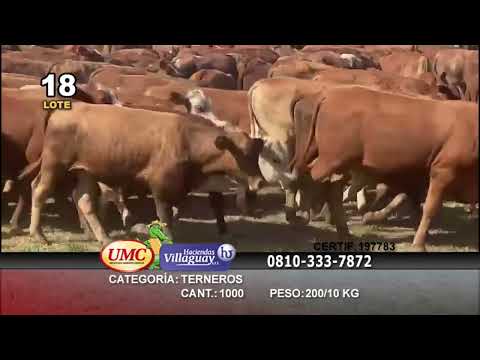 Lote 1000 Terneros en Gral. San Martín, Chaco