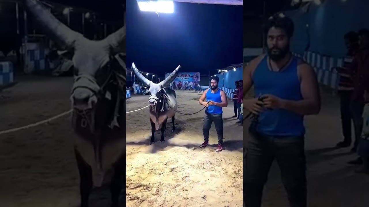 World biggest chand cow#Abdullah asghar#love animal#animal#dangerous