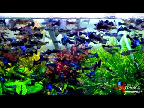 Watch Video on YouTube