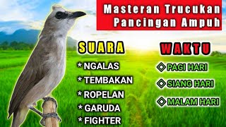 Download lagu Suara trucukan NGALAS NEMBAK GARUDA ROPEL Ampuk untuk pancingan dan masteran mp3 Download lagu Suara trucukan NGALAS NEMBAK GARUDA ROPEL Ampuk untuk pancingan dan masteran mp3