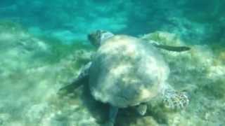 preview picture of video 'Swimming with a Loggerhead Turtle !!'