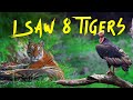 Ep 03 - 8 Tigers in 1 safari, Tala Zone Bandhavgarh Tiger Reserve - 4K Video DEFAULT Thumbnail