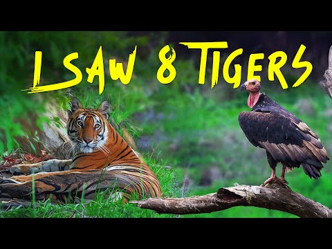 Ep 03 - 8 Tigers in 1 safari, Tala Zone Bandhavgarh Tiger Reserve - 4K Video