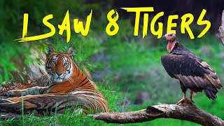 Ep 03 - 8 Tigers in 1 safari, Tala Zone Bandhavgarh Tiger Reserve - 4K Video MQDEFAULT Thumbnail