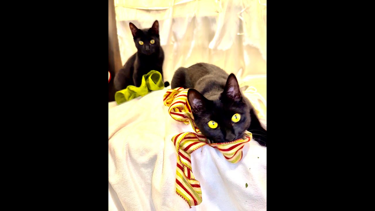 Tasha & Flow PANTHERS, a Adoptable Domestic Short Hair in Beaverton, OR video 6/6