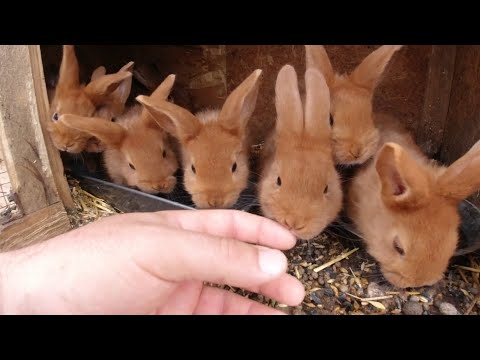Au mai plecat din iepurasi! Mici schimbari in micro ferma de iepuri!