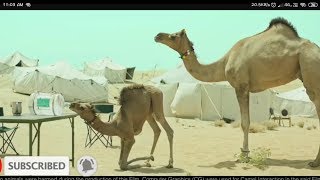 Bisleri all funny camel ads and creative and funny