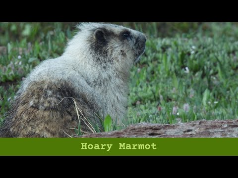 Hoary Marmot