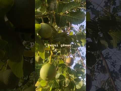 19/11/2025. Boqueirão do Piauí.