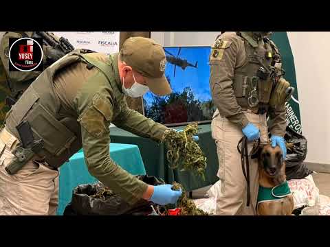 *OS-7 realiza millonaria incautación de droga en la Región de O’Higgins* 