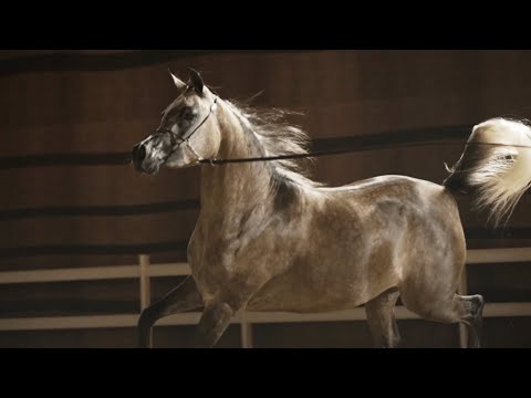 TB HAYA - Junior Filly Contender, KIAHF 2023 Peninsula Show