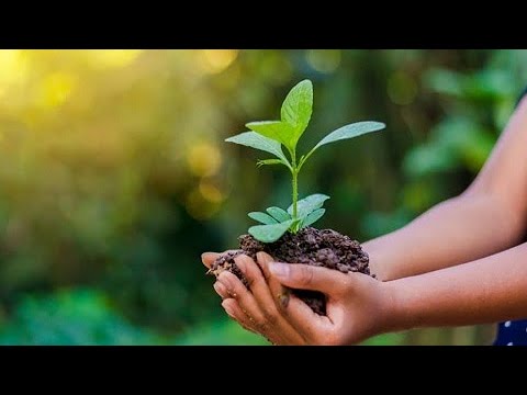 Árvores geneticamente modificadas podem agir contra mudanças climáticas