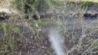 ★地面ギリギリにハチの巣ってあり得るんだ！！