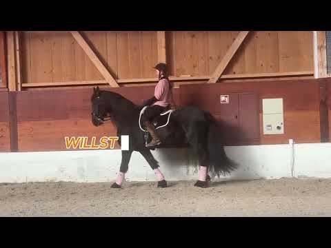 Beritt - Pferdeausbildung by Dressurstall Gracia