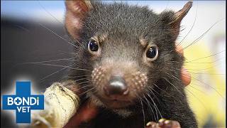 Baby Tasmanian Devil May Have Broken Leg | Bondi Vet S5 Ep1