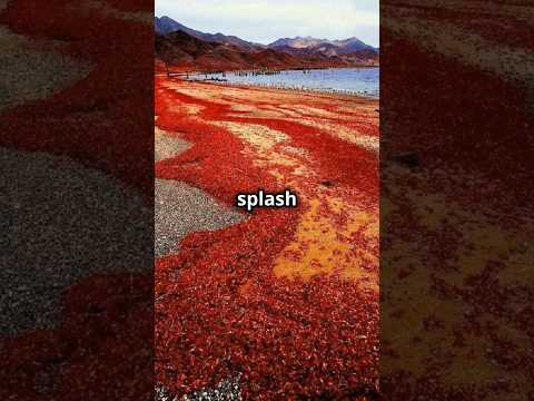 Witness the Magic: Christmas Island and Its Magnificent Red Crab Migration in the Indian Ocean"