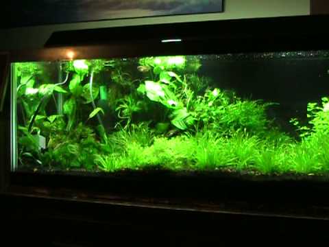 20 gallon long