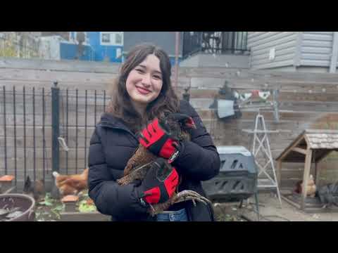 3rd Place: Tips for Raising Chickens in an Urban Farm Video Screenshot