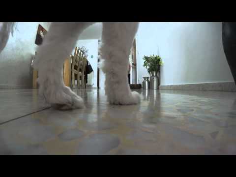 Yi camera bad audio problem